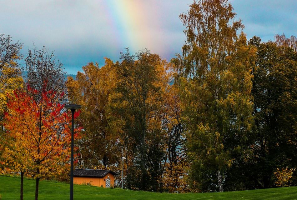 A row of fall colored trees with a rainbow in the sky